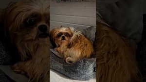 Сонный песик 🐕