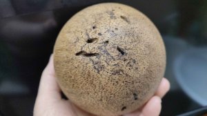 Пальмовый шар и шар из неизвестной породы дерева