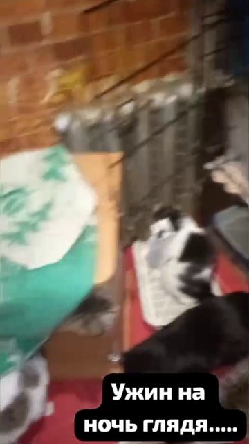 Вкусный ужин на ночь 🌃 глядя.