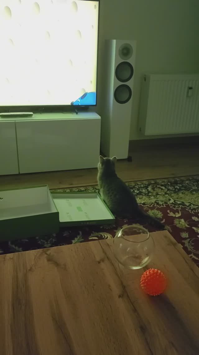 Сергей и Алиса | История двух сердец | Мисти | Просмотр мультика Сергей и Алиса | История двух сердец | Мисти | Просмотр мультика