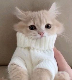 оцениваю каналы подписчиков и не только