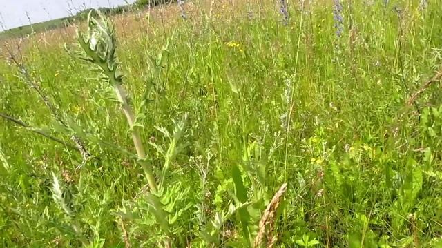 Всходы мордовника в конце июня смотреть онлайн