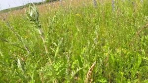 Всходы мордовника в конце июня