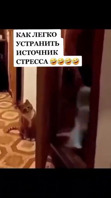 лёгкое решение а инициативе даже котяра это понимает