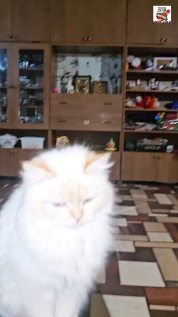 Ну явно где-то подвох 🤔❤️😻