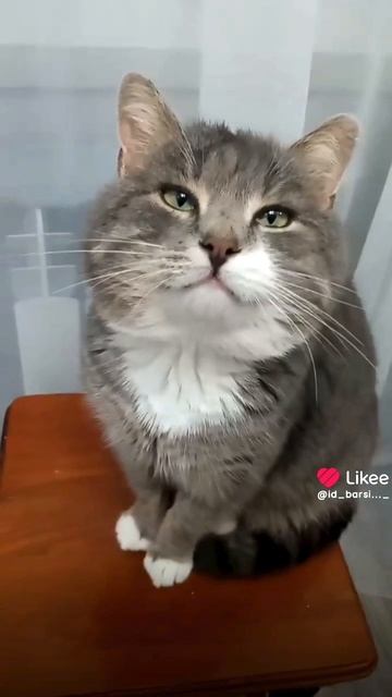 Я крутой……#забавныепитомцы#юмор#кот#животные