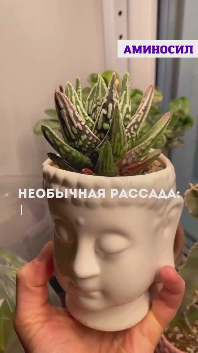 🌵 Необычная рассада: выращиваем алоэ из семян