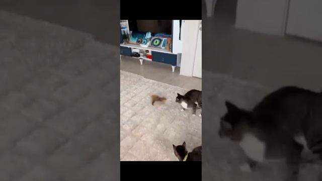 смешные котики😂