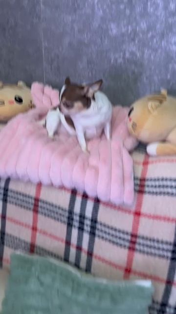 Даже королевишна.