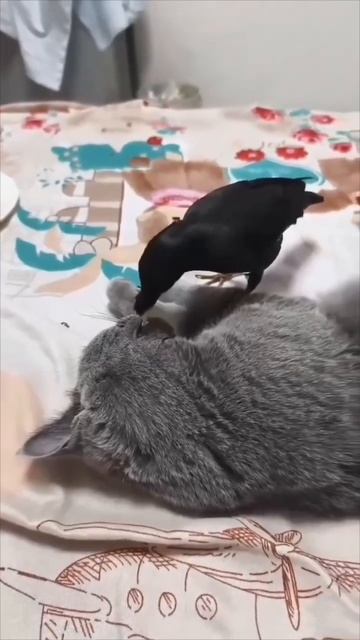 Бесплатный стоматолог