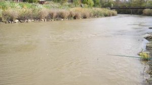 улов в реке Кума в августе 1980 г. город Зеленокумск