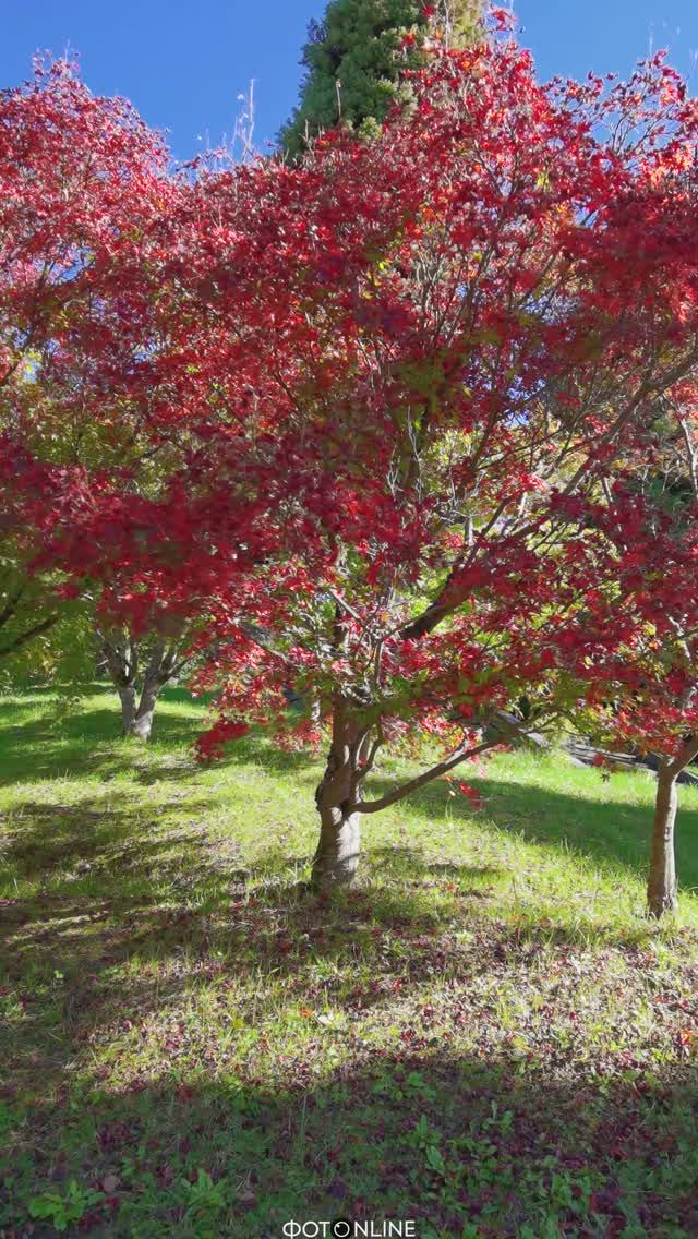 Парк Дендрарий, Сочи. Осень 2025