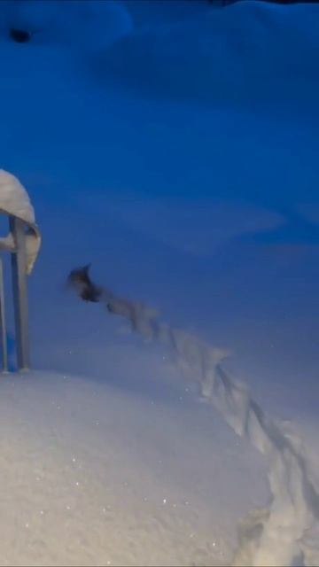 Нагулялся маленький😂