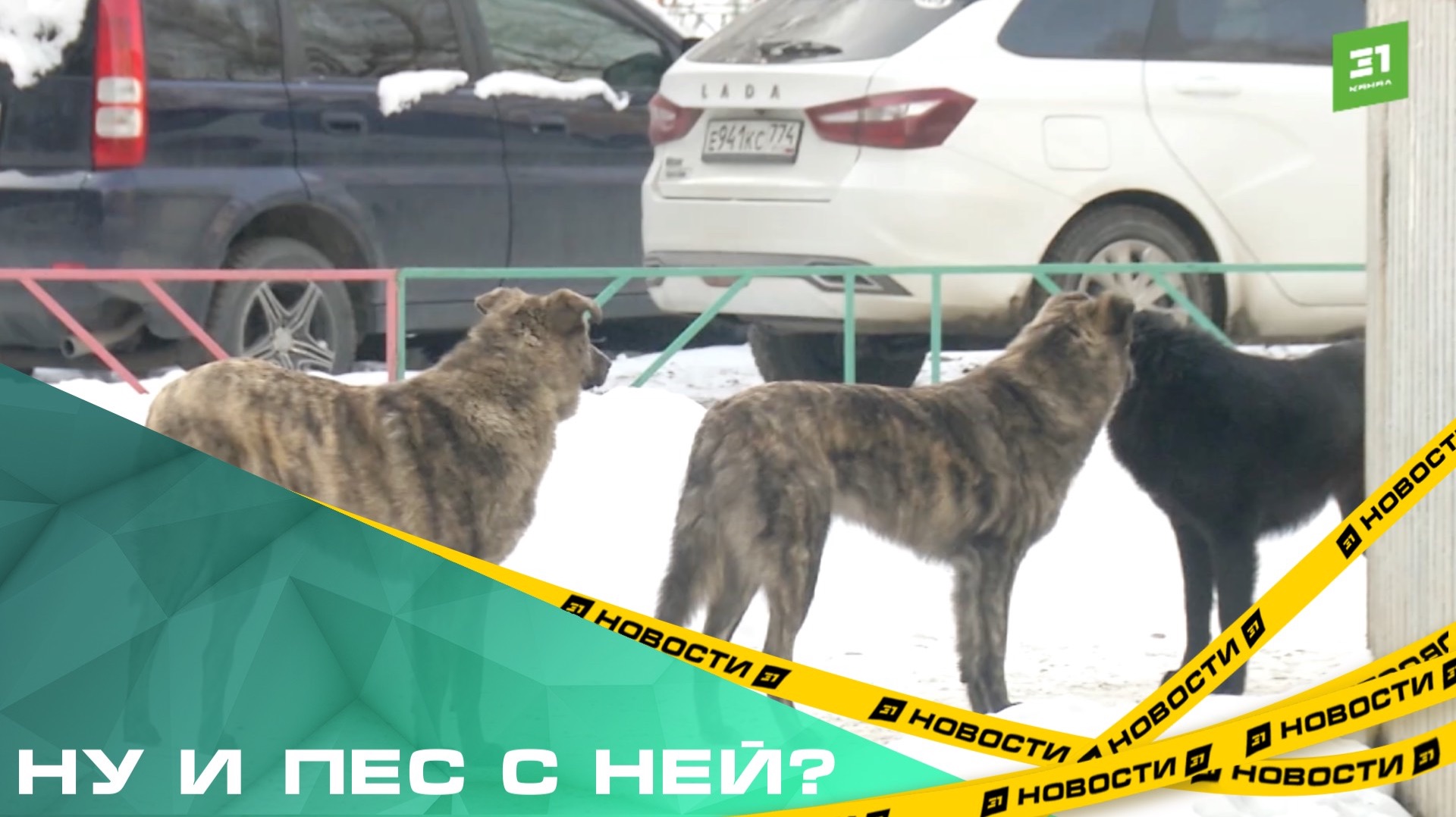 Ну и пес с ней? Детскую площадку в Челябинске превратили в приют для бездомных собак смотреть онлайн