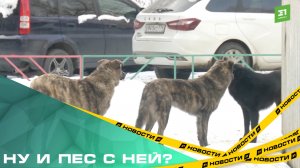 Ну и пес с ней? Детскую площадку в Челябинске превратили в приют для бездомных собак