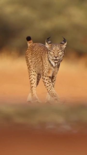 YouCut_20260202_062950942.mp4 YouCut_20260202_062950942.mp4