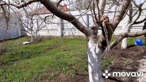 10 апреля. Косим, сажаем, цементируем и т.д. и т.п. 😀