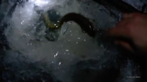 Налим на живца зимой. 1 сезон. 2 серия. (Налим и голавль на поставухи. Проверка поставушек)