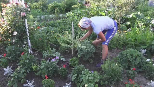 6 соток 5 июля 2021 года. Хроника. Поливаю картошку. Удобряю морковь. Опрыскала грушу. смотреть онлайн