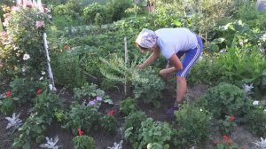 6 соток 5 июля 2021 года. Хроника. Поливаю картошку. Удобряю морковь. Опрыскала грушу.