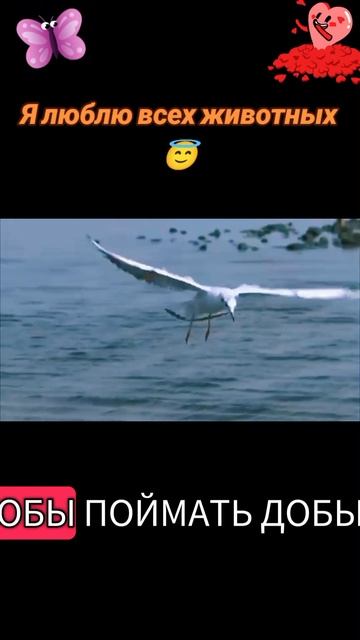 Животные приколы и не только😅