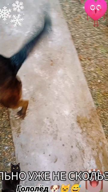 Гололёд🐶🐱😅 смотреть онлайн
