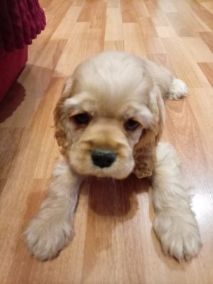 собачка Мила