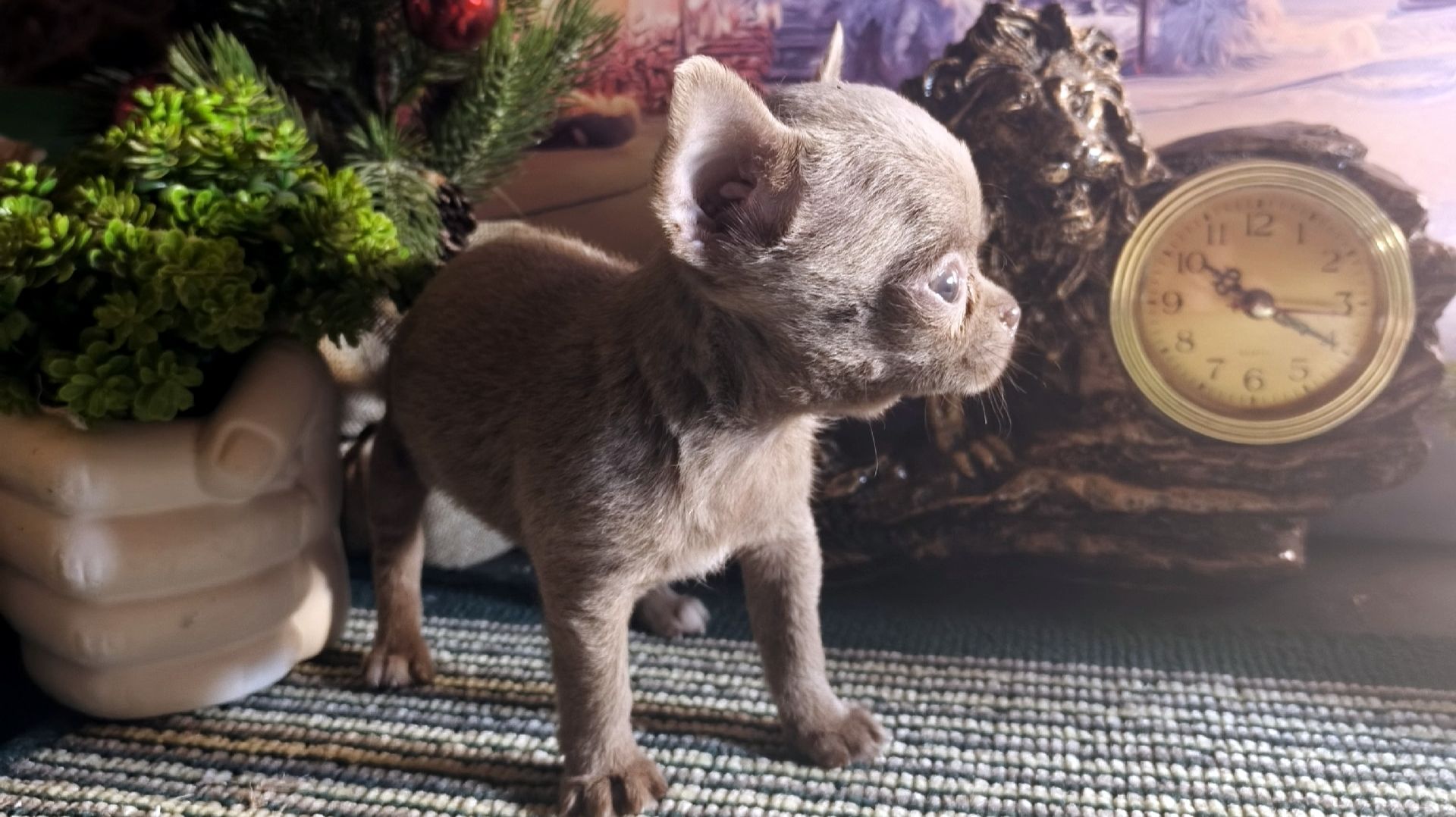 #Супер_МИНИ_чихуа Вива #лиловый_окрас #купить_щенка Зигурт нашёл НОВЫЙ дом #продаю +79215950848 смотреть онлайн