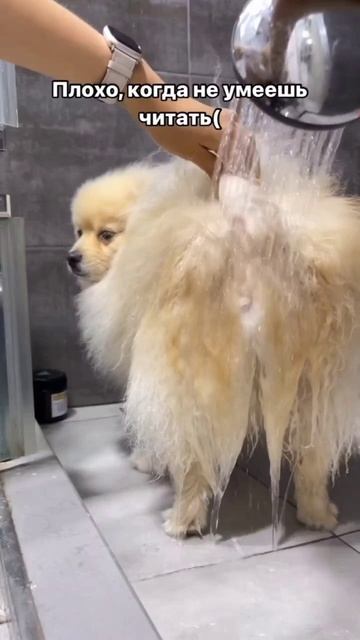 как плохо не уметь читать 🙃