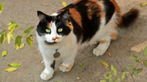 Муся спит у компьютера.