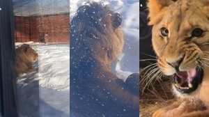 Лев Шерхан в ожидании львицы Киары. Царю зверей привезли невесту, но ее нужно сперва расколдовать.