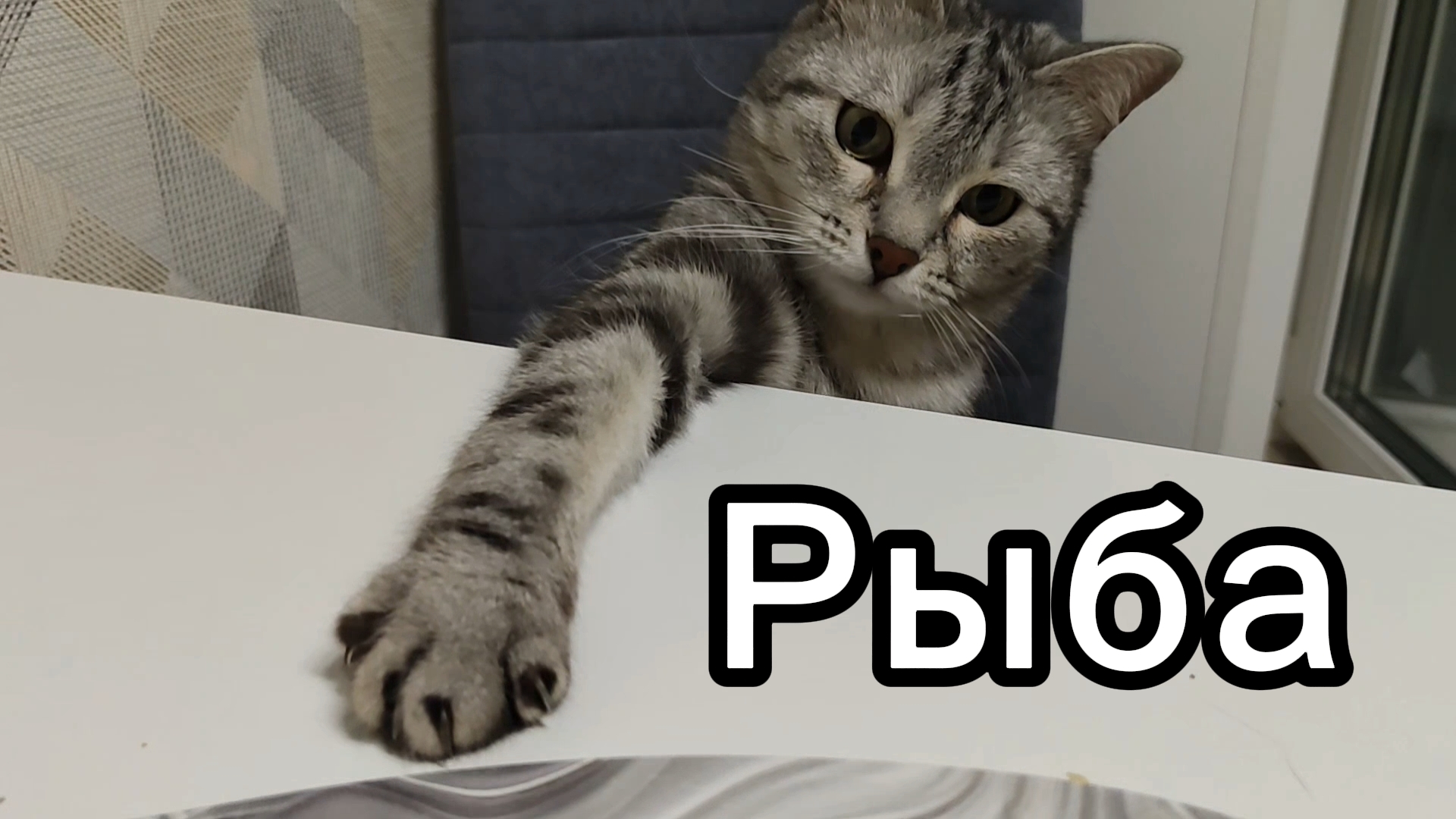 Играем с кошкой Боней в скинь что нибудь ) Играем с кошкой Боней в скинь что нибудь )