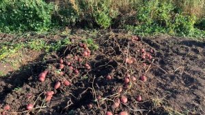 Сорт картофеля Шарвари Пирошка. Общий вид урожайности в рядах!