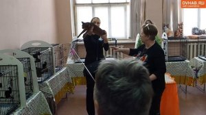 Выставка кошек прошла в хабаровском торговом центре