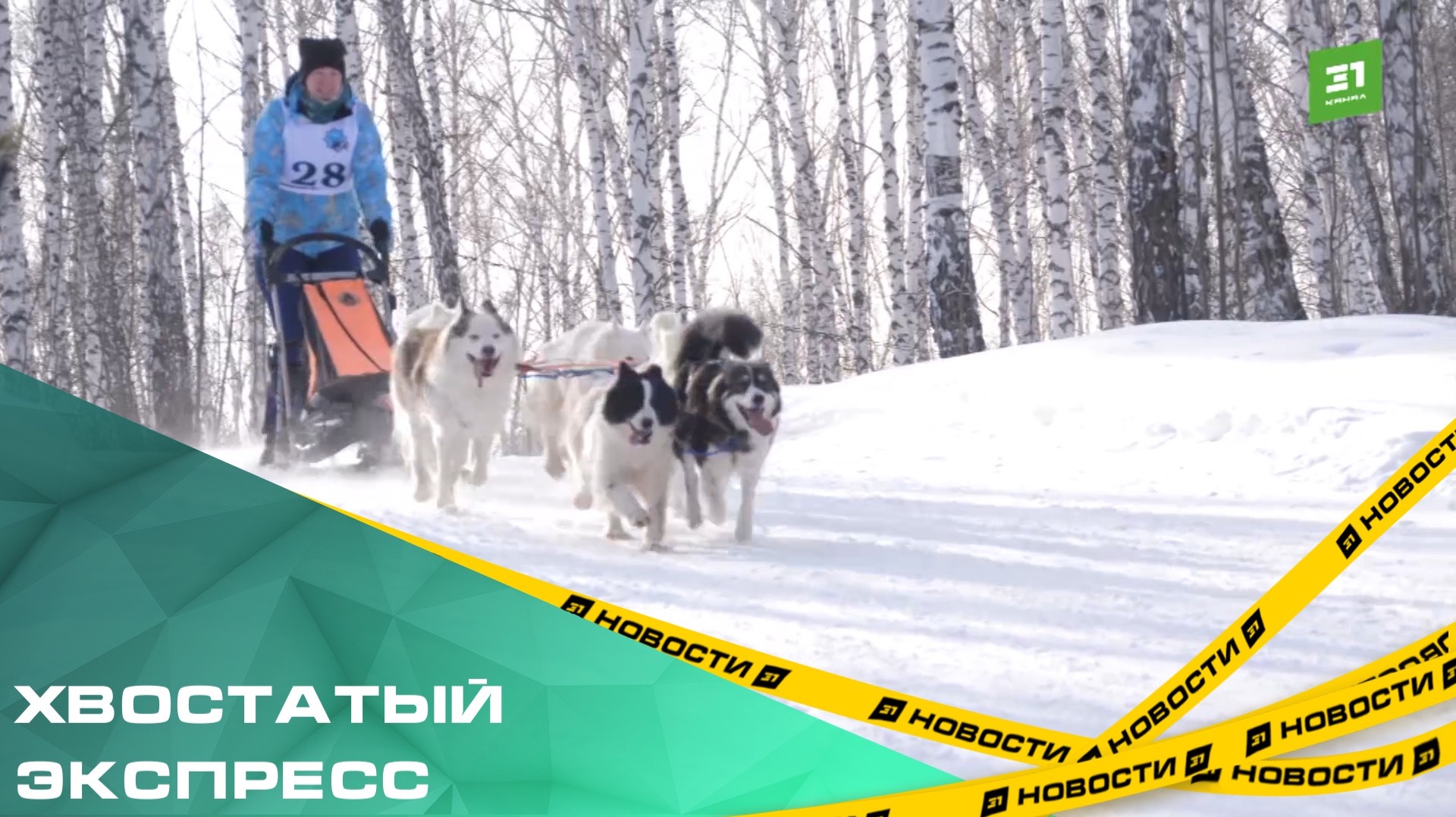 Хвостатый экспресс. Под Челябинском прошли гонки на собачьих упряжках смотреть онлайн