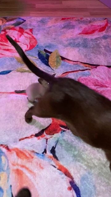 Милые бранятся,только тешатся