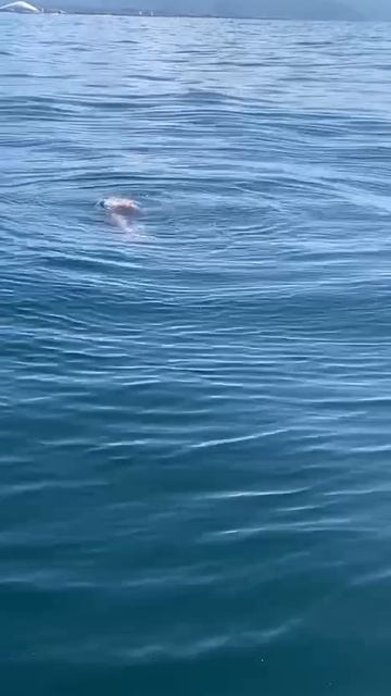 Немного русалок и лета в ленту. смотреть онлайн