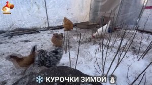 Куры зимой очень счастливы 🤗❄️⛄ (25)