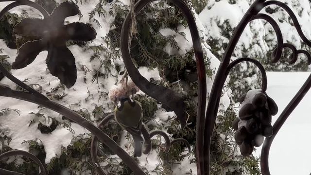 ДНЕВНИК лесного кота: «Барсик и метель!» — 02.02.2026