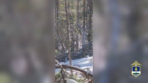 Полицией Бурятии пресечена незаконная рубка сосны и лиственницы группой «черных лесорубов»