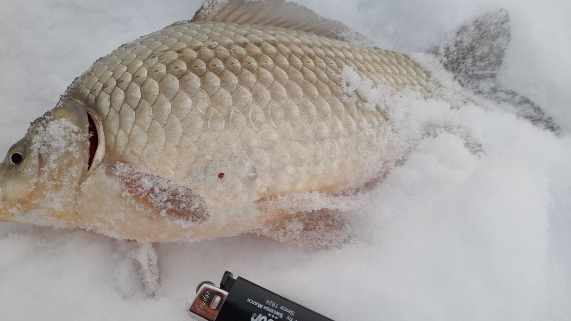 ОХОТНИК НА КРУПНОГО КАРАСЯ. ТЕЛЕФОН ЧУТЬ НЕ УПАЛ В ЛУНКУ )))