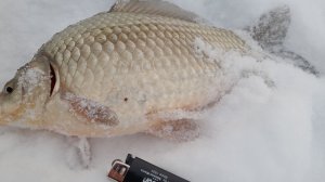 ОХОТНИК НА КРУПНОГО КАРАСЯ. ТЕЛЕФОН ЧУТЬ НЕ УПАЛ В ЛУНКУ )))