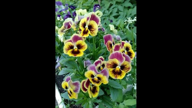 ФИАЛКА РОГАТАЯ. ВИОЛА ВИТРОКА В САДУ.