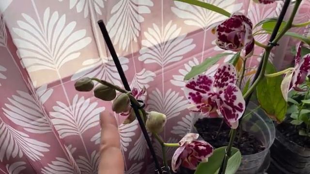 1000039646.mp4 смотреть онлайн