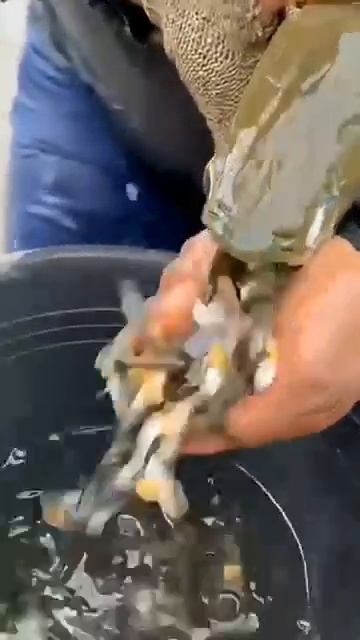 Океанская жизнь Океанская жизнь