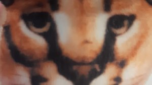 Все мои формы, говорите, что ещё добавить