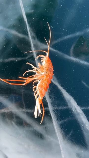 Редкая байкальская «креветка» вышла к людям смотреть онлайн