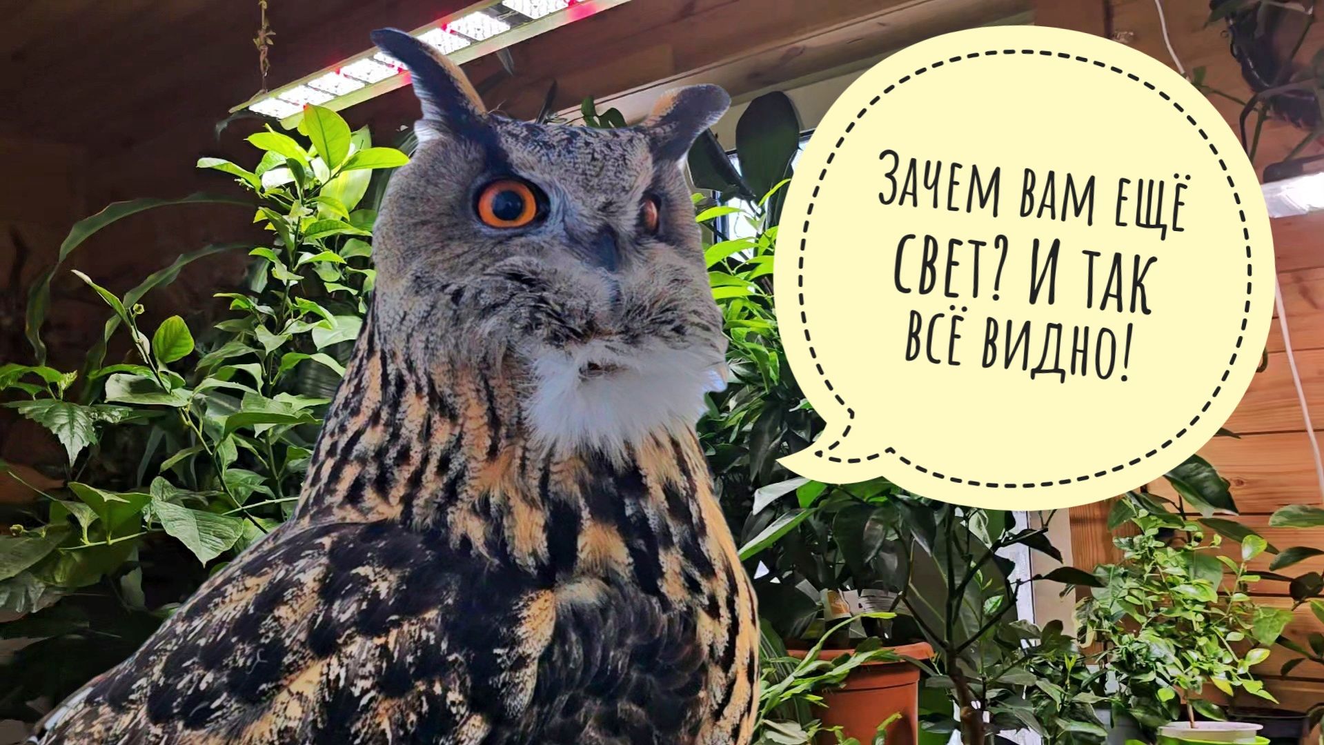 Сова Ёль делится впечатлениями о погоде. Распаковка фито ламп для урожая цитрусов и орхидей смотреть онлайн