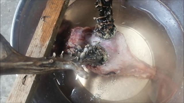 Изготавливаю череп косули на медальон своими руками часть 1