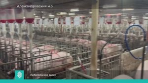 В Александровском м.о продолжается модернизация самого крупного в области свинокомплекса